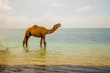a lonely camel with an open mouth stands in the water near the shore