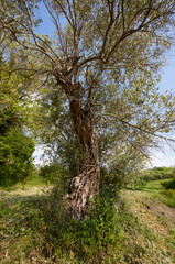 old olive tree in the park