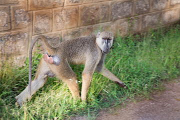 .African baboon in the wild walks along a stone fence
