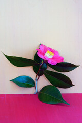 A pink camellia flower in bloom