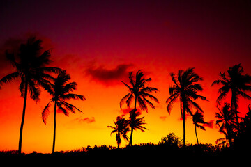 Fototapeta na wymiar black palm silhouettes against the background of a bright sunset African sky.