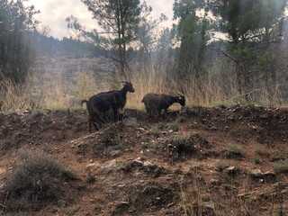 Wild goats hide from people in the mountains