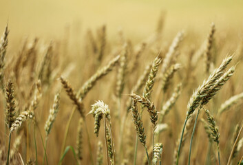 Cereal - arable field