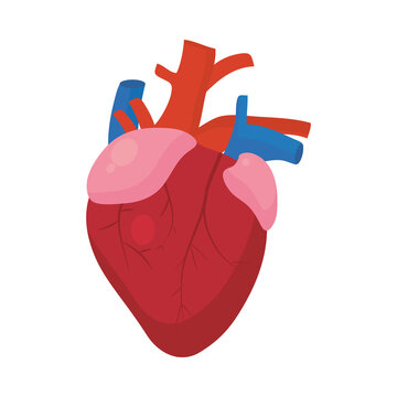 human heart organ