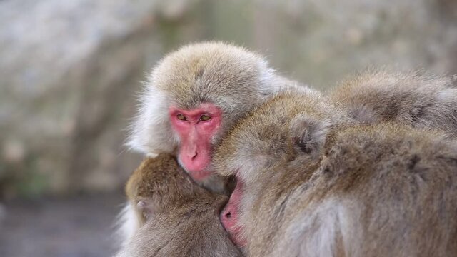 Close up of wild monkey holding her child.