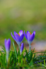 Purple crocus vernus flower peeking through the grass and mulch in early spring