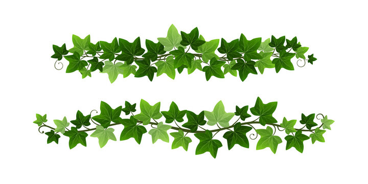 Green climbing ivy creeper branches isolated on white background. Hedera vine botanical border or frame design element. Vector illustration of hanging or wall climbing ivy plant