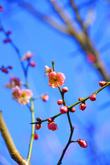 Pink flower blooms of the Japanese ume apricot tree, prunus mume