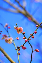 Pink flower blooms of the Japanese ume apricot tree, prunus mume