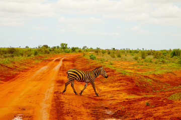 a zebra covered in red sand in Tsavo National Park in Kenya crosses the road