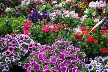 Petunias and Geraniums for sale