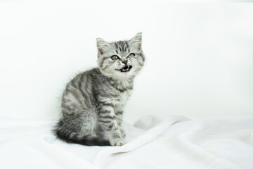 Fototapeta na wymiar Little cute Scottish Straight kitten funny curled the muzzle showing its white teeth while sitting on a white cloth background.