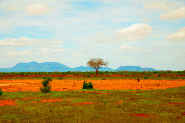 .beautiful savannah views, red clay roads, African landscapes with animals in Kenya