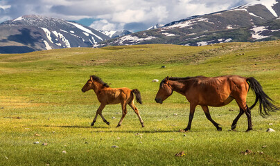 Wild horses are walking in front of mountain range. Altai Mountains. Western Mongolia, Asia
	
Wild horses are walking in front of mountain range. Altai Mountains. Western Mongolia