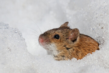 Striped field mouse apodemus agrarius looking from hole in clear snow in winter. Cute little common...