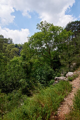 Fototapeta na wymiar A vertical shot of the narrow rocky trail with trees and greenery
