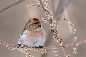 Common redpoll acanthis flammea male sitting on branch eating grass seeds. Cute little nordic songbird in wildlife.