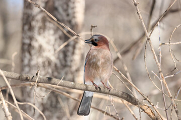 Eurasian jay garrulus glandarius sitting on branch of tree. Cute beautiful colorful crow bird in wildlife.