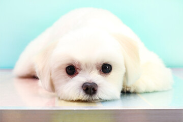 A small white dog lies on a turquoise background .