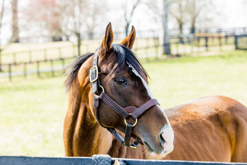 The head of a bay Thoroughbred with a white blaze outdoors in a pasture in early spring.