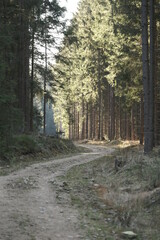 Forststraße im Wald