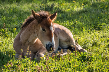Horse laying on side