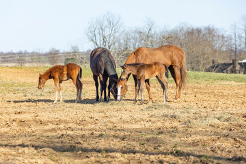 Two broodmares with their foals in a pasture in early spring eating hay together.
