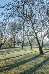 Obraz premium park 2, stargrd 2021