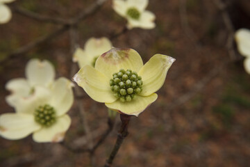 Obraz premium Macro closeup center flowering Dogwood flower white with tiny green buds in the Spring