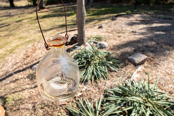 Fototapeta premium A glass container with a rusted metal thin wire handle hangs in an overgrown green and brown garden during the spring time in Southwestern Ontario, Canada. 