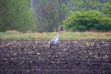 Kranich im Regen auf dem Feld