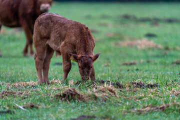 Braunes Baby Rind Kalb im Regen
