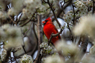 Cardinal in a Dogwood Tree on a Sunny Day