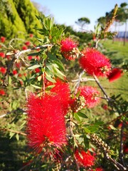 red flowers in the garden