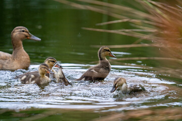 Süße Baby Enten Küken spielen im Wasser auf dem Teich
