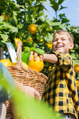 Smiling young man farmer with son harvesting, picking lemons