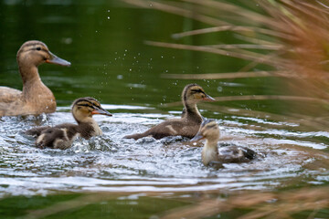 Süße Baby Enten Küken spielen im Wasser auf dem Teich