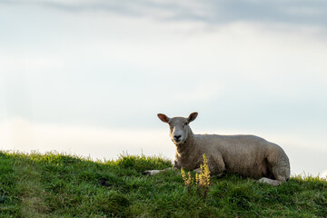 Schaf liegt entspannt im Sonnenuntergang auf dem Deich