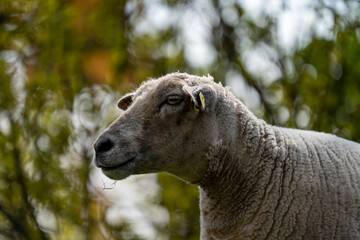 Schaf guckt auf der Weide Nahaufnahme