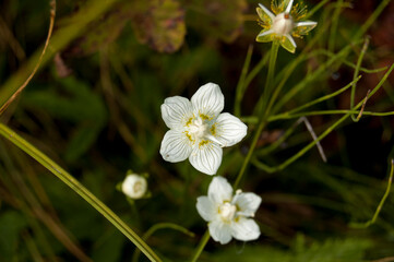 Flowers in the forest