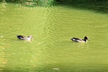 patos nadando en una laguna artificial en el parque de mi ciudad