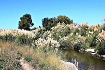 paisajes y flora en las cercanias de la ciudad de bahia blanca provincia de buenos aires argentina