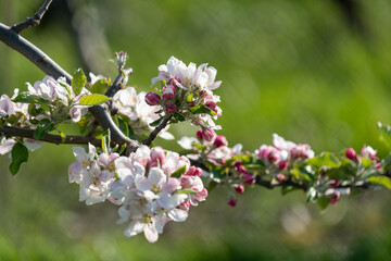 Schöne rosa Kirschblüten Nahaufnahme