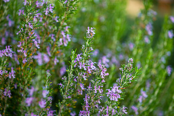Obraz premium Green Rosemary Herb in Organic Garden