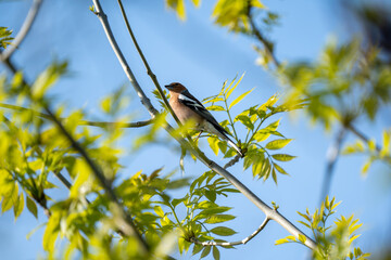 Buchfink im Baum zwischen Blättern