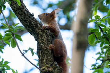 Neugieriges Eichhörnchen sitzt im Baum