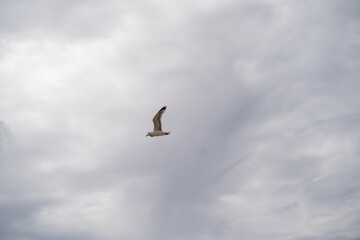 Möwe auf Sylt im Flug