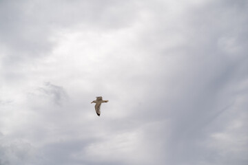 Möwe auf Sylt im Flug