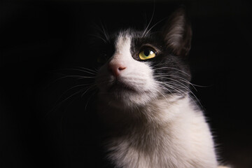 Beautiful light-eyed black cat