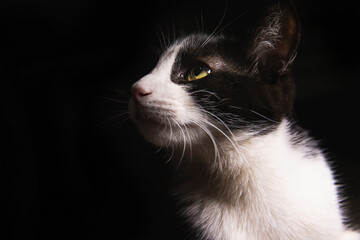 profile cat with green eyes on isolated black background
